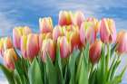 USA- Washington State- Seabeck. Red and yellow tulips in bloom. Art Print
